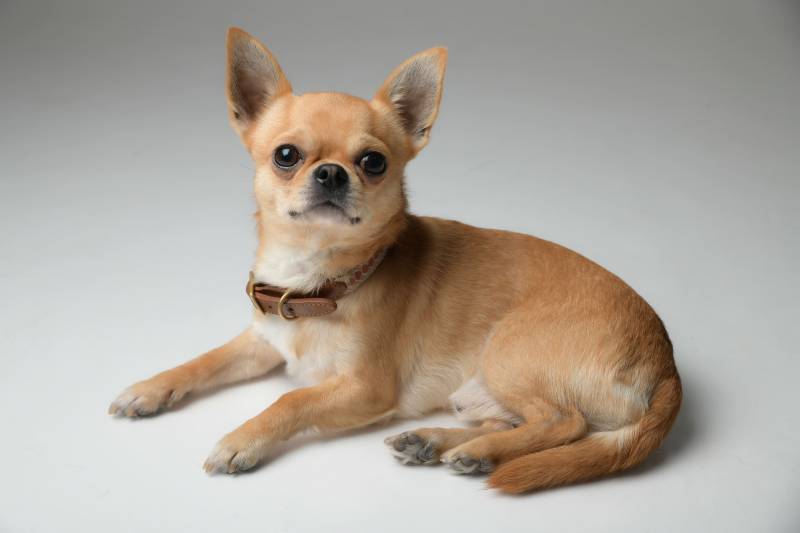 shooting photo animal de compagnie seul ou avec son maitre en studio proche d'Oullins