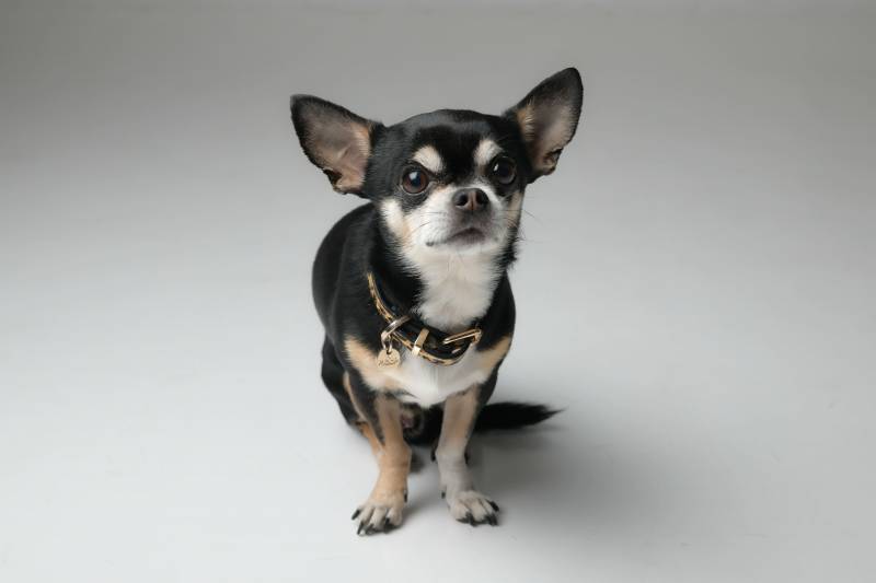 shooting photo animal de compagnie seul ou avec son maitre en studio proche d'Oullins