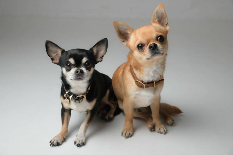 shooting photo animal de compagnie seul ou avec son maitre en studio proche d'Oullins